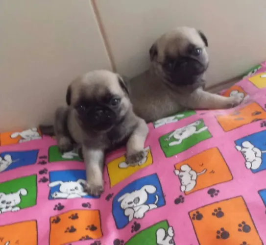 Pug