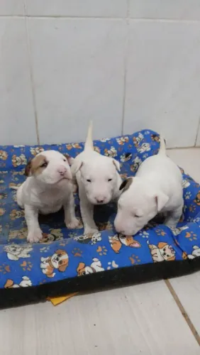 Filhotes de bullterrier