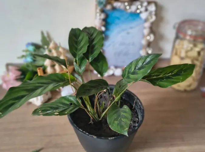 ? Maranta Rezadeira ? R$ 30,00