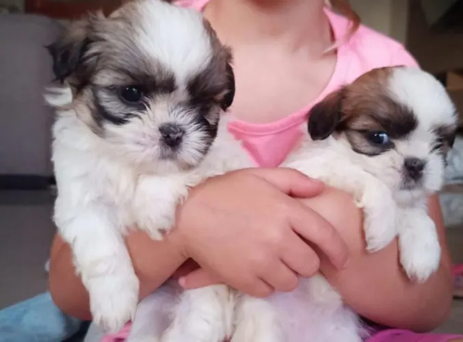 Shih tzu 
