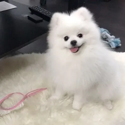 Spitz alemão O charme de quatro patas que faltava na sua rotina