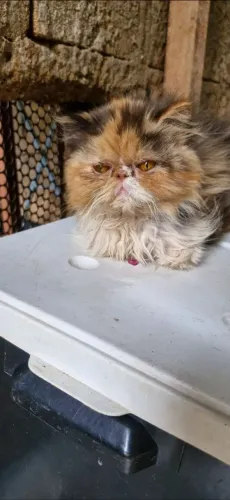 Gata Persa Adulta Show Tricolor
