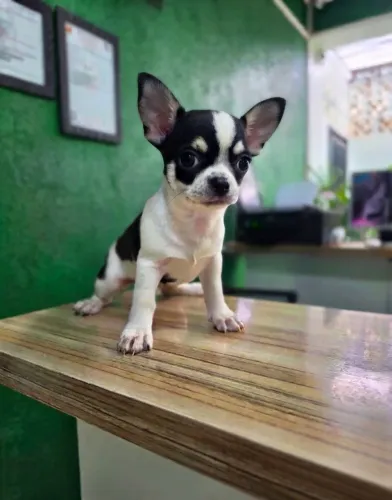 Chihuahua