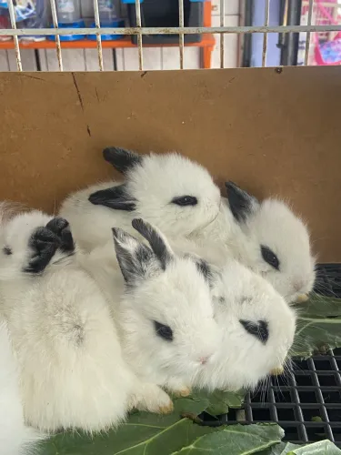 Coelhos filhotes