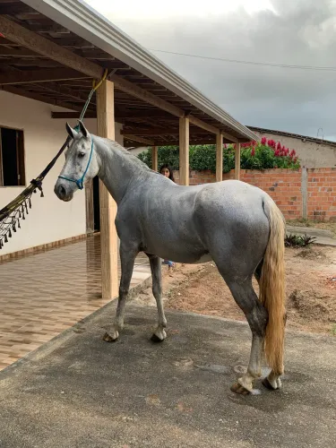 Égua mangalarga marchador (pura sem Rg)parida de fêmea pampa