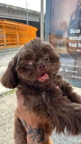 Shih tzu