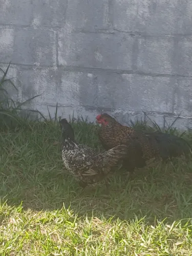 Casal de galinha ornamental