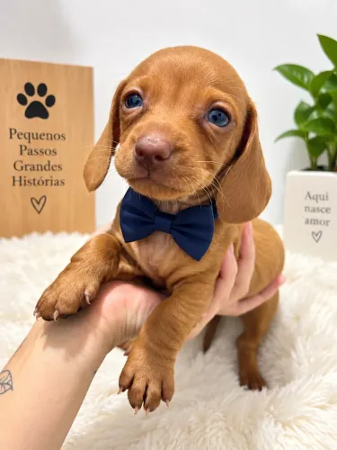 Bebezinho dachshund macho vacinado e vermifugado raça pura