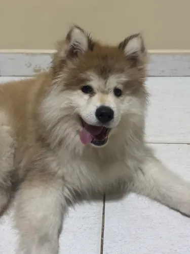 Filhote de Husky Siberiano Fêmea