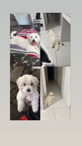 Maltês, 9 meses !