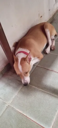 Cachorro pra adoção 