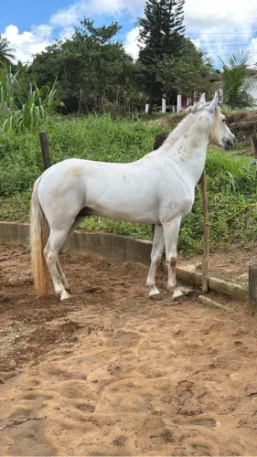 Vendo cavalo Manga Larga Registro