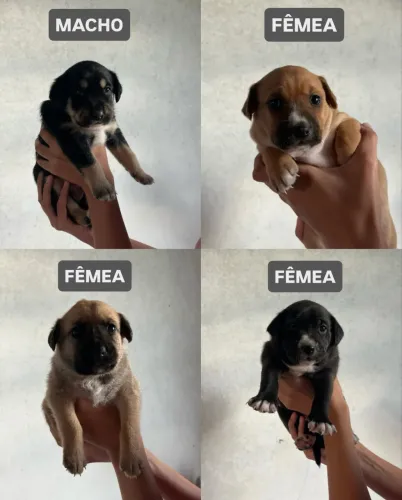 ADOÇÃO DE FILHOTES