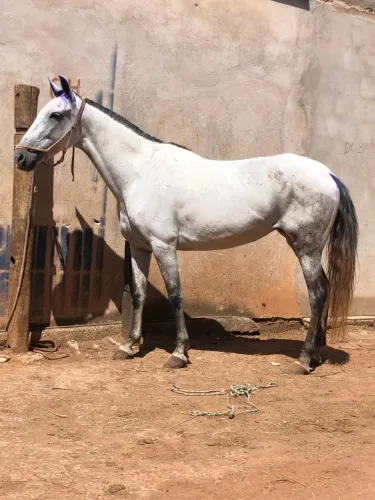 Manga larga Machador 