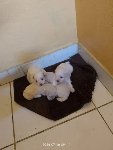 Poodlle toy