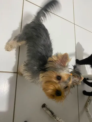 Vendo yorkshire terrier