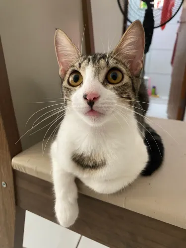 Gatinha pra doação