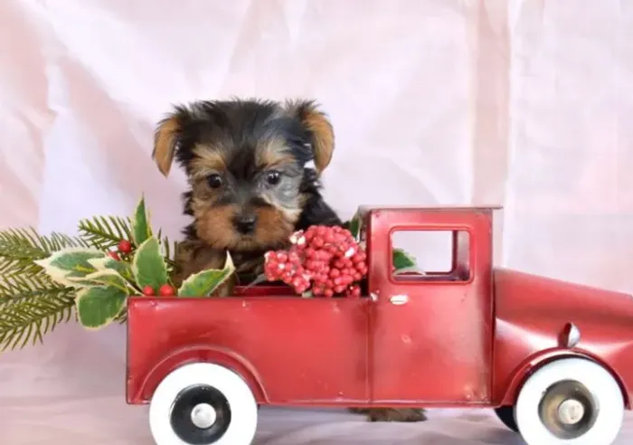 Yorkshire Terrier,Yorkshire Terrier Filhote Top Padrão da Raça