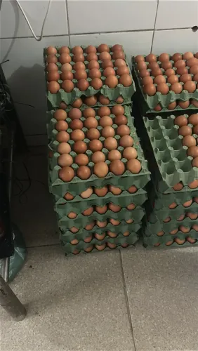 Vendo 600 poedeiras com 75 semanas