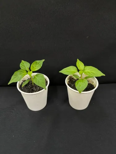Mudas de Pimenta Murupi