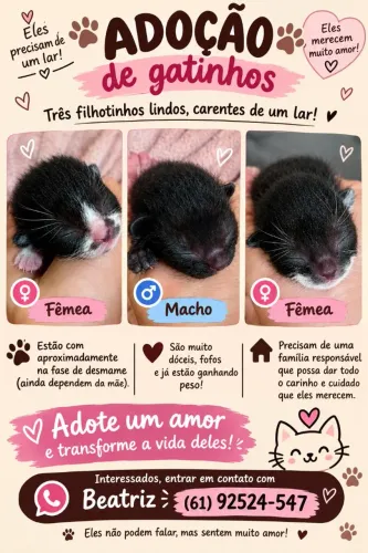 Adoção responsável de gatinhos