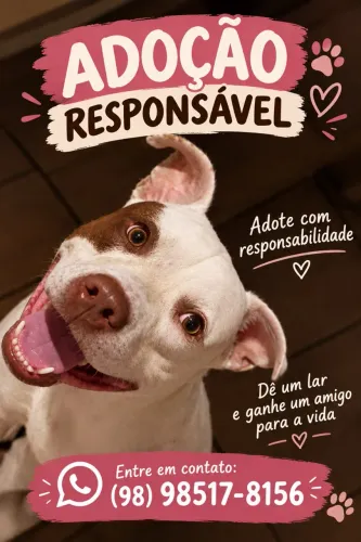 Adoção responsável- Pitbull