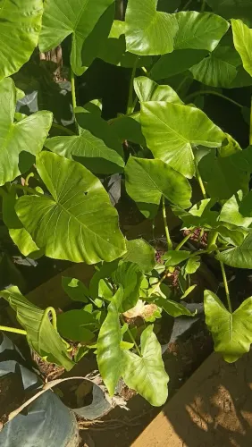 Mudas Frutíferas e Ornamentais