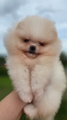 Spitz Alemão filhotes lindos e bem cuidados