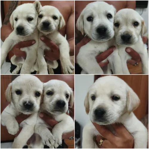 Filhotes de Labrador Retriever