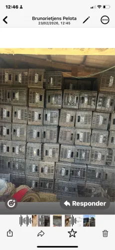 Jogo de 800 cxs pra transporte de tomate verduras