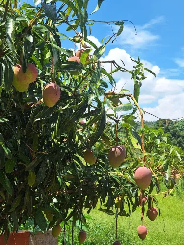 ChacrinhaCasa de Campo