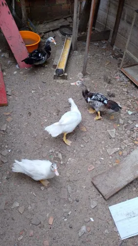 Vendo esses quatro patos sendo um pato e três patas 