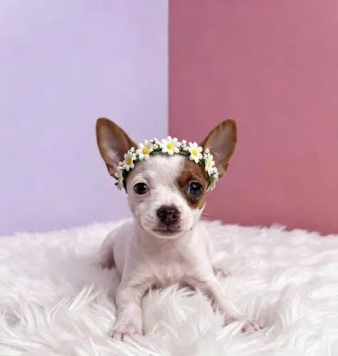 Pinscher Fêmea Cheia de Encanto