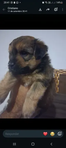 Cachorro Yorkshire