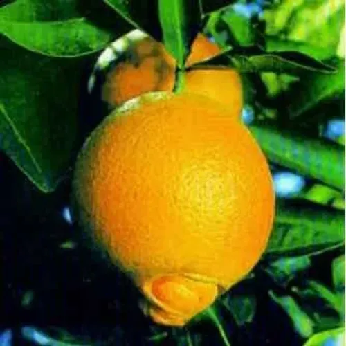 Laranja-lima, Laranja Pera e Laranja de umbigo enxertadas (vendo mudas)