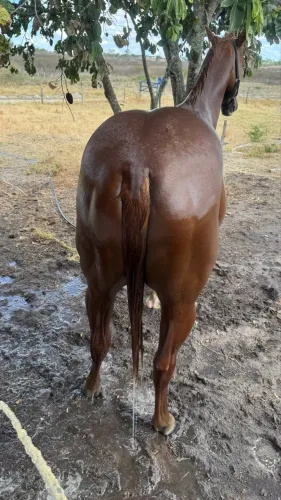 Potro QM 4 anos doc 3/4 