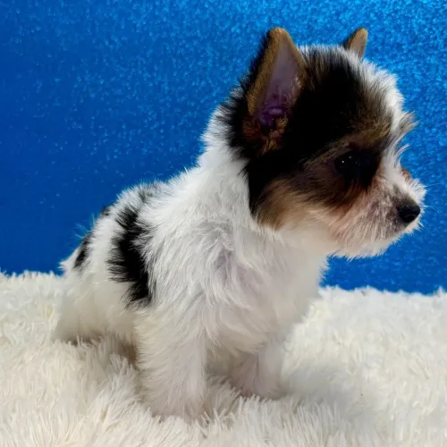 Yorkshire Terrier Biewer/ Amor de colo com pelagem de seda