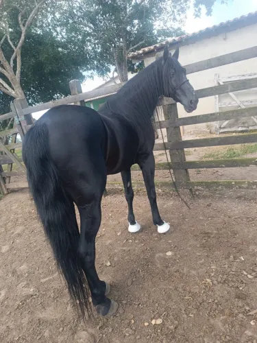 Cavalo