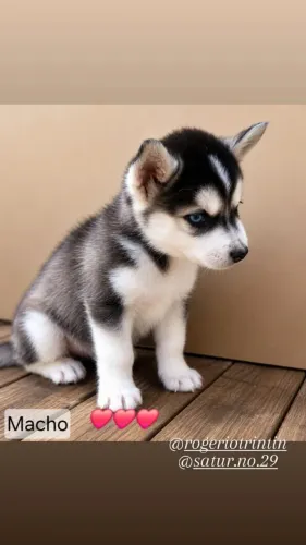 Filhote Hasky 