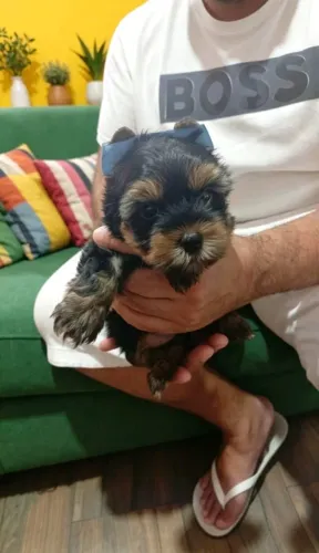 Yorkshire Mini