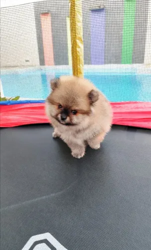 Promoção espetacular macho laranja Lulu Pomerânia anão 