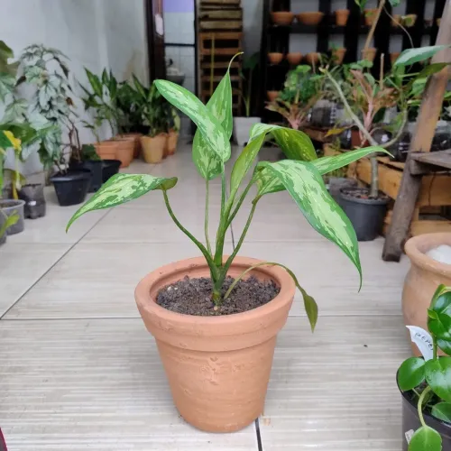 Belíssimas mudas de plantas
