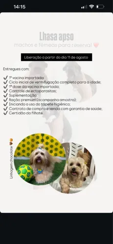 Lhasa apso a venda