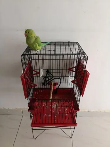 Vendo