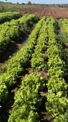 Vendo verduras fresca