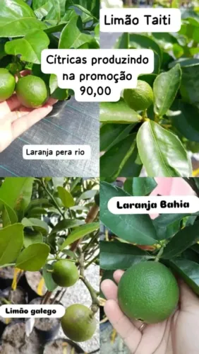 Frutíferas produzindo 