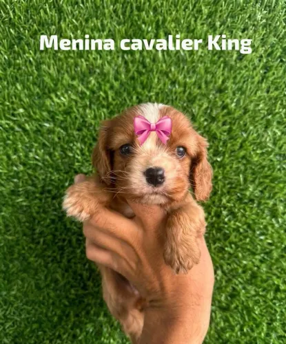 Cavalier King fêmea rubi