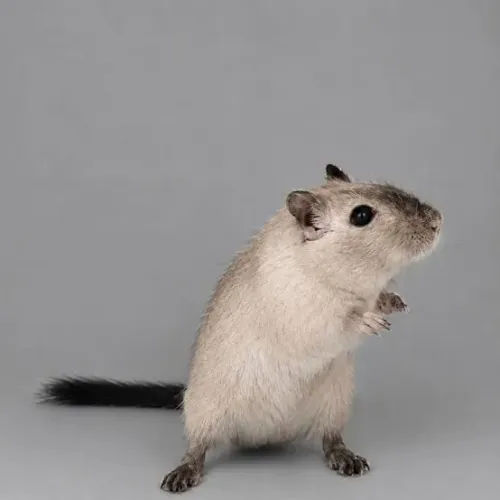 Vendo Gerbil ( Esquilo da Mongolia )