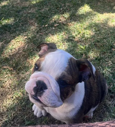 Bulldog inglês 