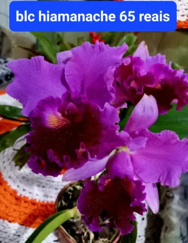 Orquídeas Perfeitas e Maravilhosas